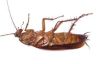 Cockroach en Allemagne - des informations intéressantes sur les espèces indigènes