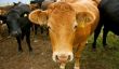 L'affaire Grass-Fed, boeuf biologique et les produits laitiers: Plus de rose Slime évitement