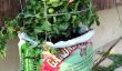 Comment faire pousser des tomates sans jardin