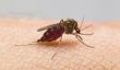 Protéger naturelle contre les insectes - anti-moustique