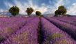 Les champs de lavande de Provence - Conseils de voyages