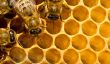 Les abeilles traitées avec droit oxalique - conseils pratiques