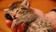 18 adorables chatons Qui êtes trop fatigué pour rester éveillé