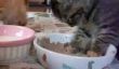 Kitten endort tout en mangeant;  Je peux tout à fait le lien entre [Vidéo]