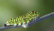 "The Very Hungry Caterpillar" - de sorte que vous bricoler le cordon de pompons