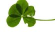 5 leaf clover - informative pour la bonne chance