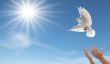 Laissez colombes blanches desservant le mariage - comment cela fonctionne: