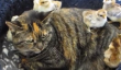 Rosie le chat reste Unimpressed, mais étonnamment calme de tout cela [Vidéo]