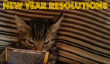 12 chats Partagez leurs résolutions du Nouvel An pour 2013