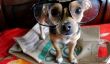 Chiens intelligents: 20 Photos de chiens adorables portant des lunettes