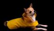 Manteaux pour chiens tricot lui-même - comment ça marche