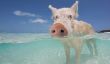 Les Cochons de natation de Big Major Cay, Bahamas