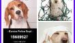 20 chiens qui sont Méchant et ils le savent (Photos)