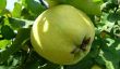 Pris le fruit à pépins sous le microscope - teneur en vitamine d'Apple