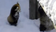 Trigger Mignon: Baby Red Pandas Frolic dans la neige