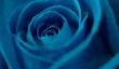 Signification: Bleu Roses - informatif