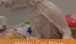 Happy Cat est heureux dans une Baignoire Avec Floaty Jouets (Vidéo)
