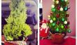 9 célébrités qui ont déjà leurs arbres de Noël jusqu'à - de Snooki à Kim Zolciak!