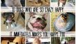 10 chiens qui sont si heureux cela vous rend heureux