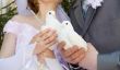 Pigeons pour le mariage - sorte que le spectacle réussir avec les pigeons