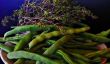Les haricots verts - pourquoi le phasin poison disparaît pendant la cuisson