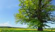 Anciens géants - Itinéraire long des plus anciens arbres en Allemagne