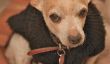 Pour commémorer l'ouragan Sandy Un an plus tard: Pet Rescue Photos