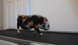 Jeune Micro Pig a besoin de perdre un peu de poids: Vidéo de cochon Marcher sur tapis roulant va virale [VIDEO]