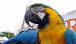 10 Phrases Tout le monde doivent enseigner à leurs Pet Parrot