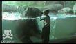 Ours joue avec Boy Grâce Zoo verre (Vidéo)