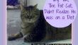 Tiny Tim, le Fat Cat, ne savait pas qu'il était sur un régime