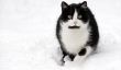 Laissez chats en hiver à l'extérieur - que vous devriez être au courant