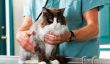 Les coûts de la vaccination des chats