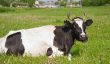 Formule dentaire de vache - explique compréhensible pour les profanes