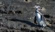 Galapagos penguin - En savoir pour les espèces rares