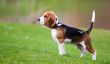 Loisirs des Beagles - donc il vont travailler avec l'attitude