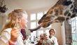 Reach Out Votre Bedroom Window & Pet Une Girafe au Giraffe Manor