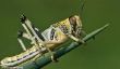 Top 10 Deadliest Insectes dans le monde