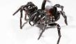 Entonnoir web spider - informatif
