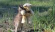 Cette Orphaned Kangourou a été pris Serrant un ours en peluche et OHMYGOSH SO CUTE