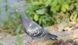 Mélanger aliments pour pigeons - de sorte que vous établissez votre propre flux de pigeon