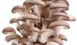Shakes et Fidget: utilisation des champignons générateurs - comment ça marche