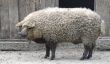 Mangalitsa, Le Cochon qui ressemble à un mouton