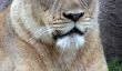 Dallas Zoo Lion Lionne Kills devant le public abasourdi, experts Stumped