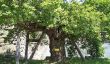 Hibaku Jumoku: Les arbres de A-Bombardé qui a survécu à Hiroshima
