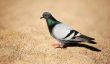 Fixez la protection de pigeon lui-même - comment cela fonctionne: