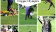 Jeux Olympiques Doggie: Fun Canine pour les compétiteurs et les spectateurs!