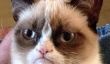 Qui devrait jouer la voix de Grumpy Cat dans le Grumpy Cat Film?