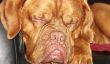 Dogue de Bordeaux - emploient les chiots de très grands chiens correctement