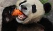 Adorables pandas géants qui font toutes sortes de choses géantes adorable panda